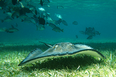 sting ray with fish
