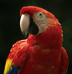 scarlet macaw